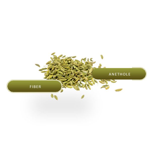 FENNEL - Image 2