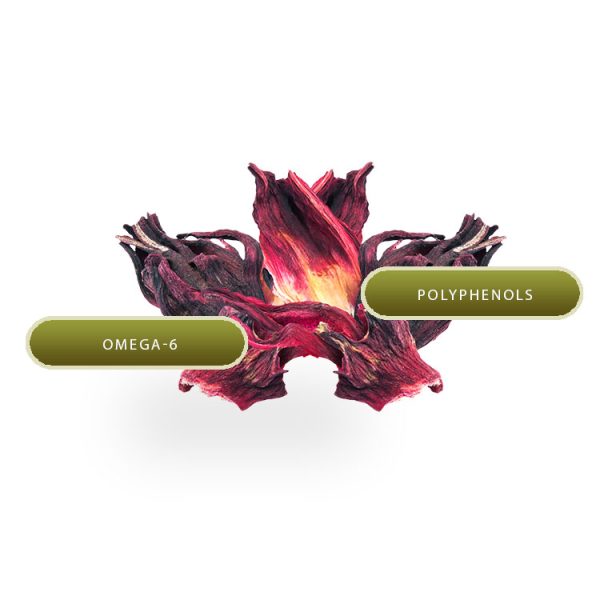 Hibiscus - Image 2